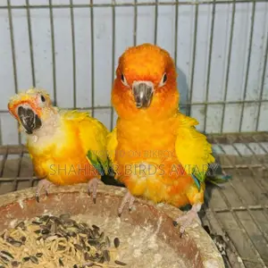 Sun Conure