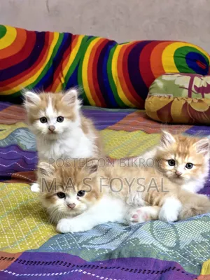 1-3 months Female Purebred Persian