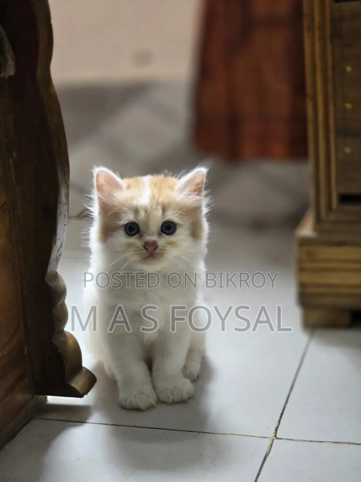 1-3 months Female Purebred Persian
