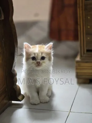 1-3 months Female Purebred Persian
