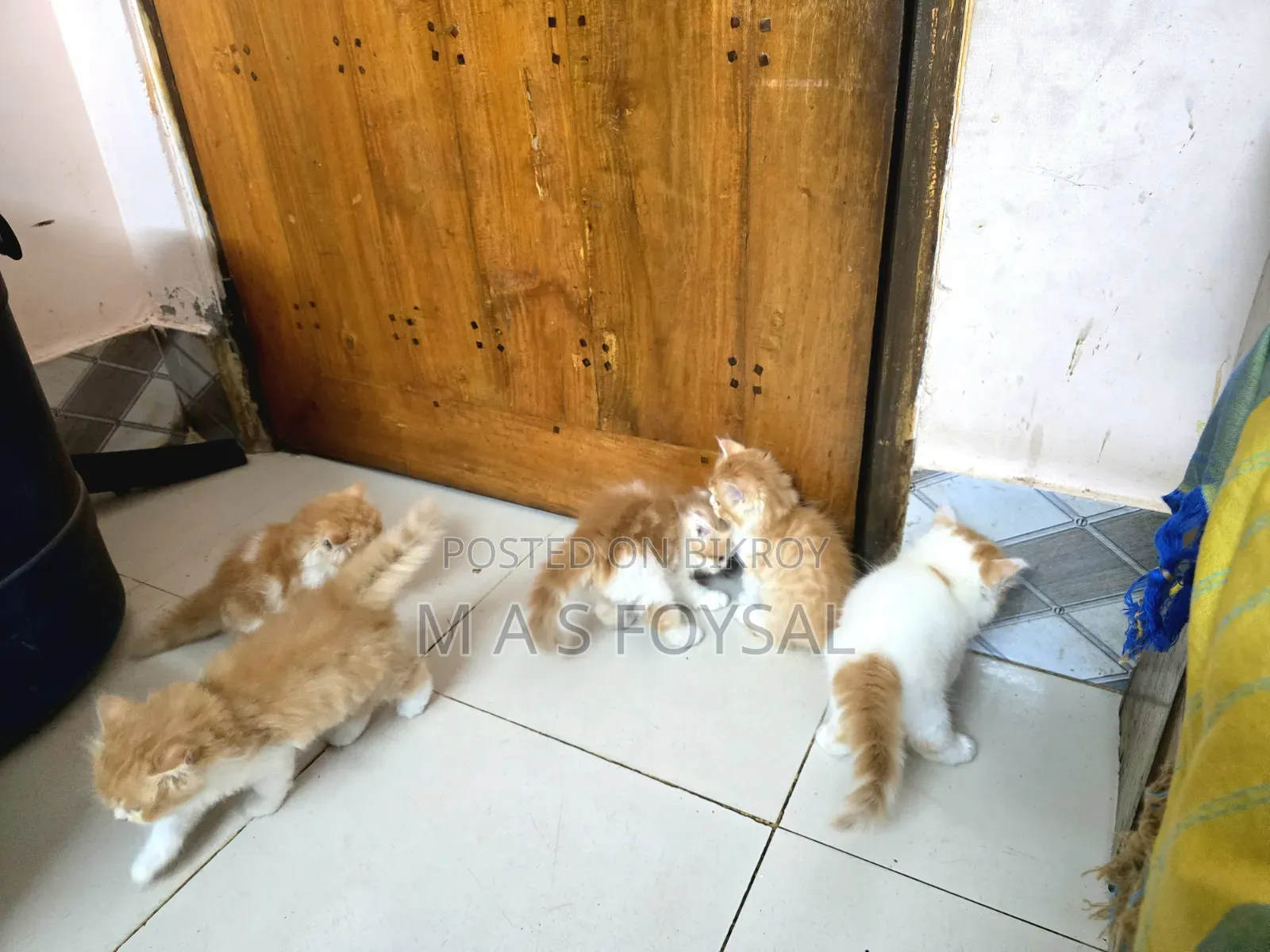 1-3 months Female Purebred Persian
