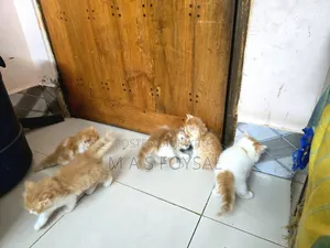 1-3 months Female Purebred Persian