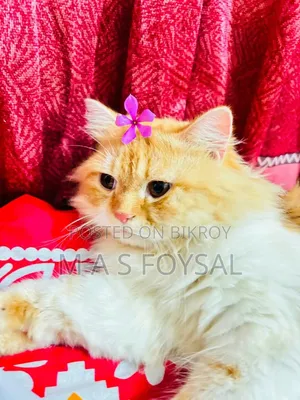 1-3 months Female Purebred Persian