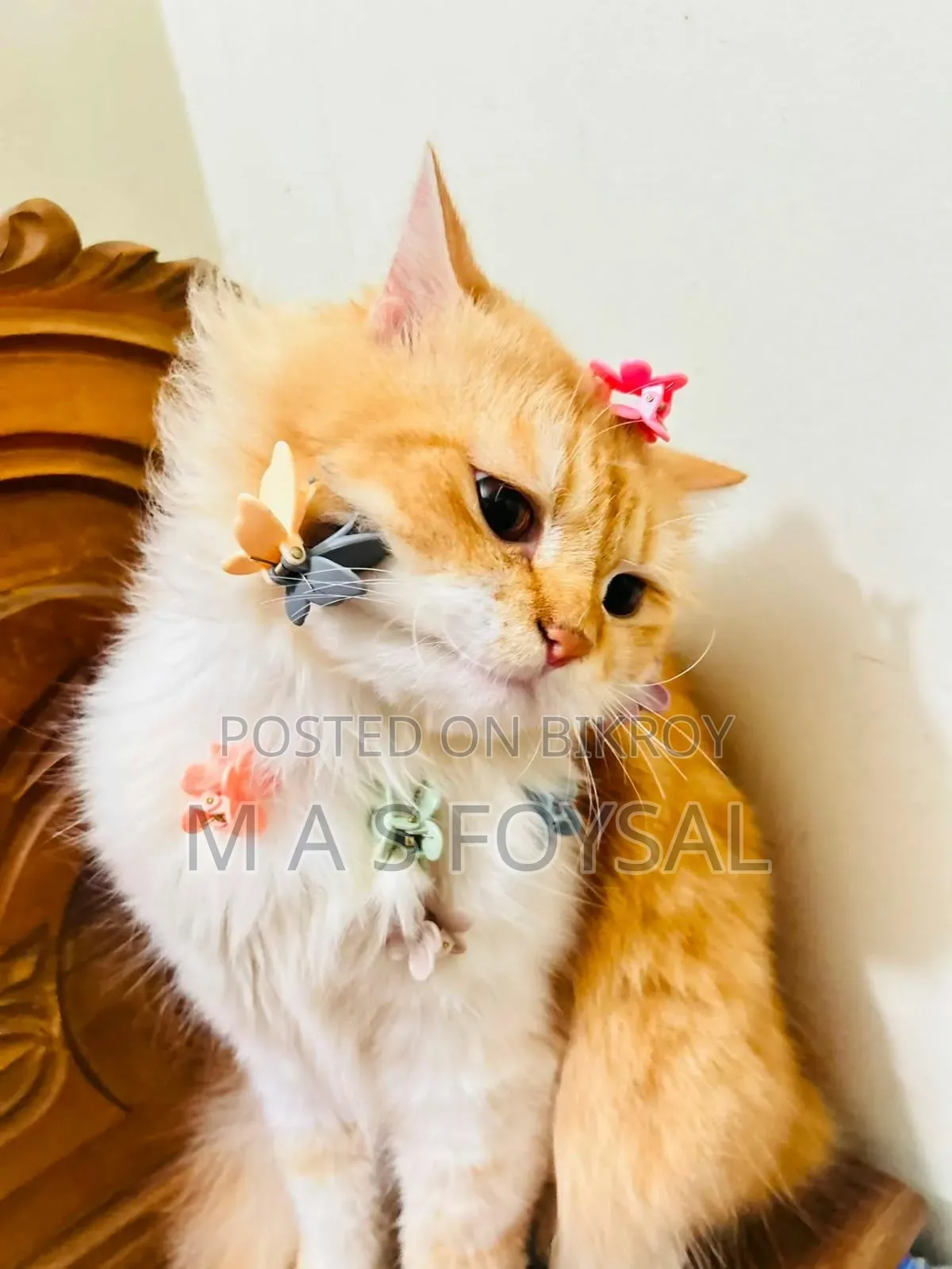 1-3 months Female Purebred Persian