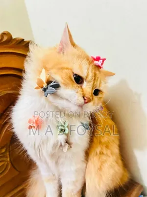 1-3 months Female Purebred Persian