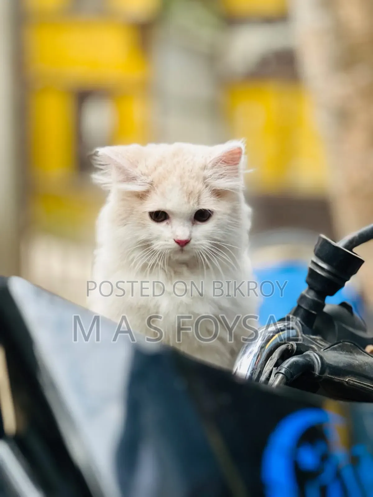 1-3 months Female Purebred Persian