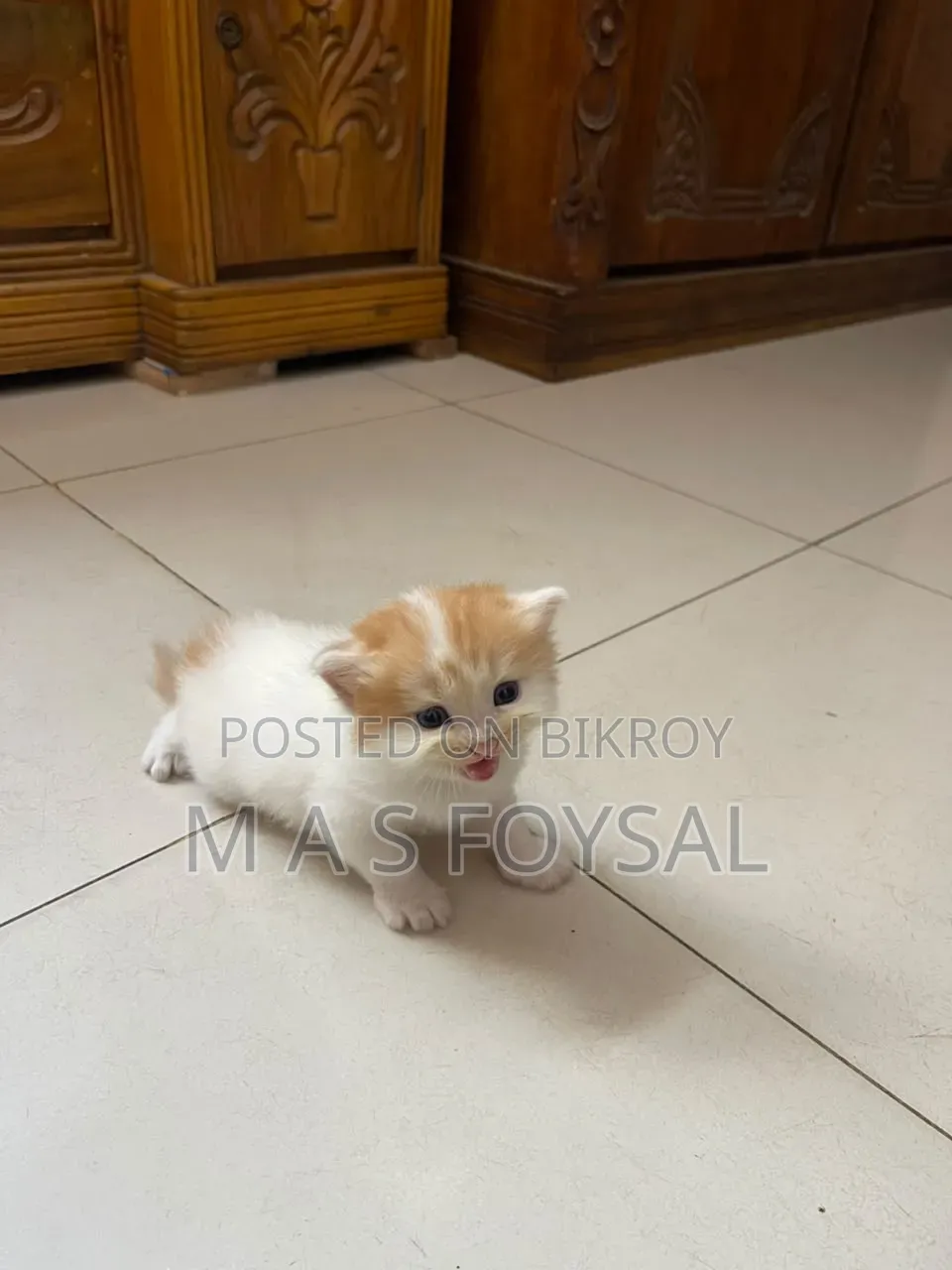 1-3 months Female Purebred Persian