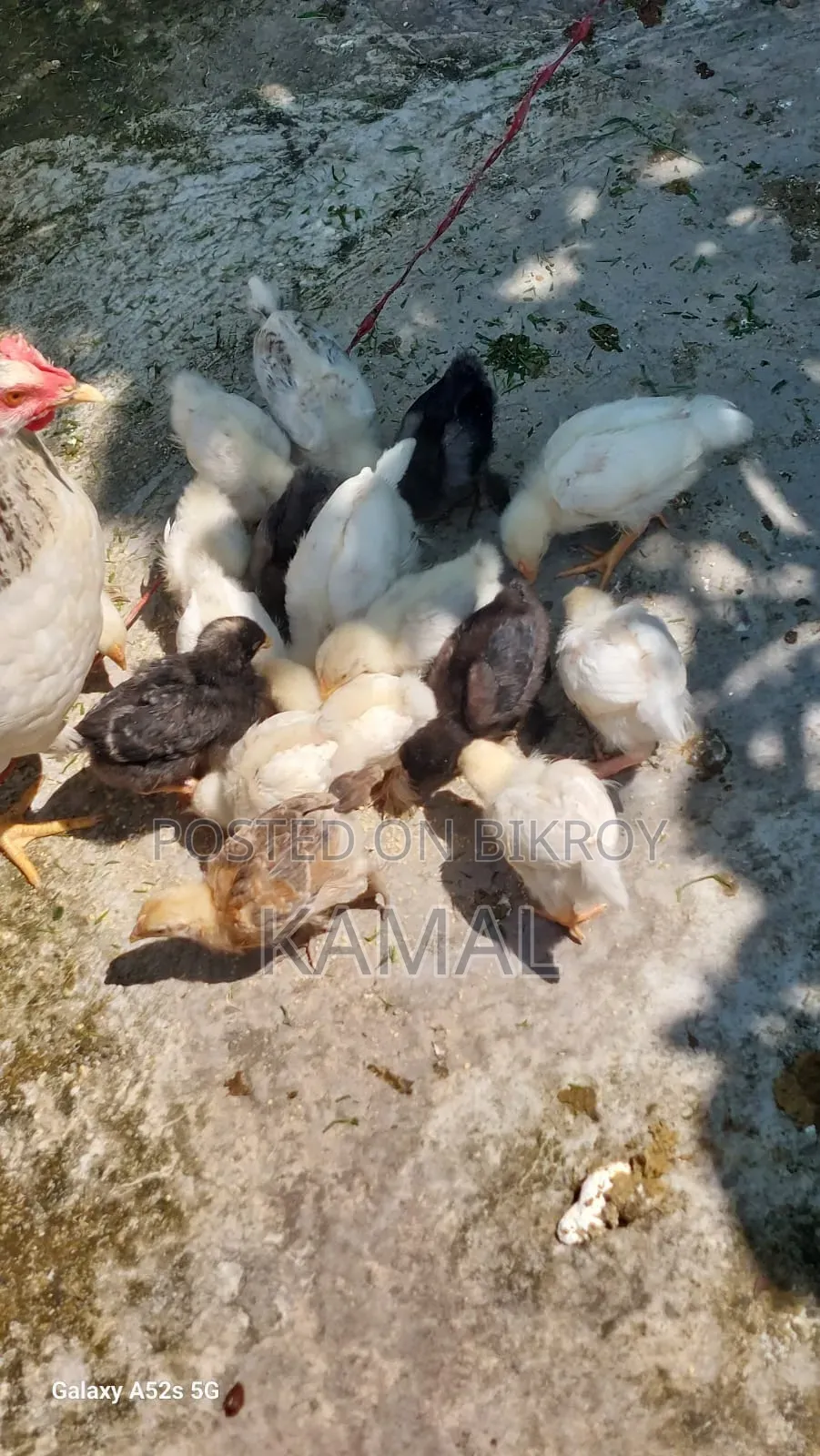 বাচ্চাসহ মুরগী বিক্রি হবে