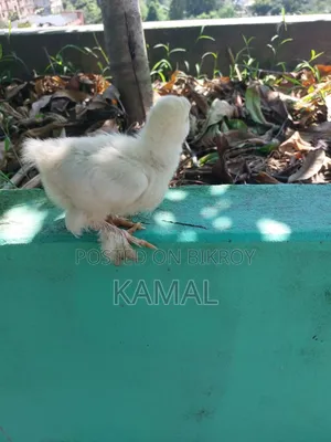 বাচ্চাসহ মুরগী বিক্রি হবে