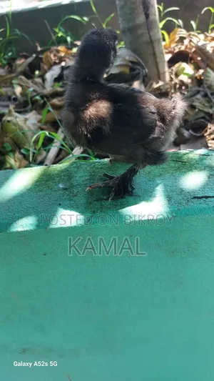 বাচ্চাসহ মুরগী বিক্রি হবে