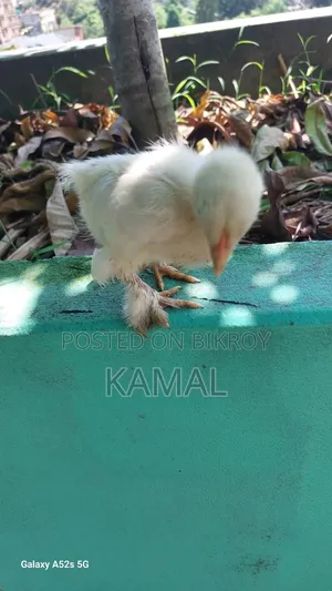 বাচ্চাসহ মুরগী বিক্রি হবে