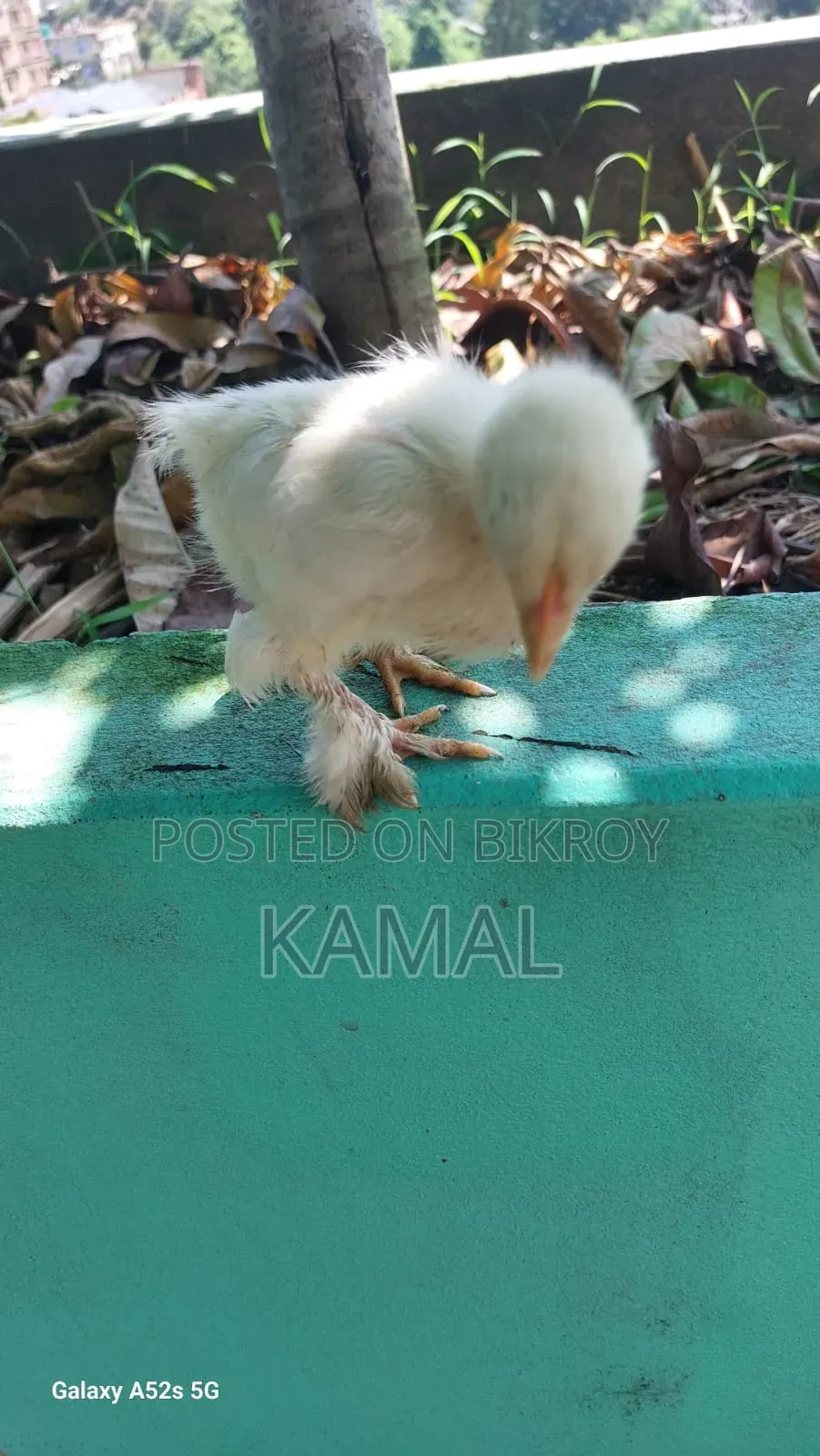 বাচ্চাসহ মুরগী বিক্রি হবে