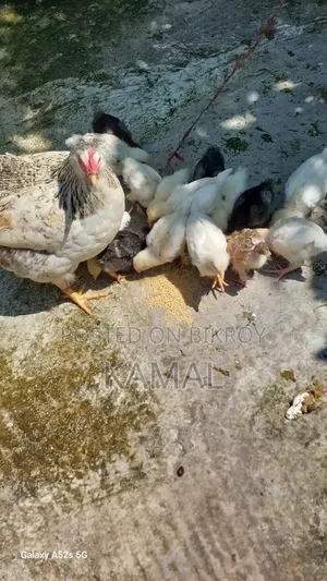 বাচ্চাসহ মুরগী বিক্রি হবে