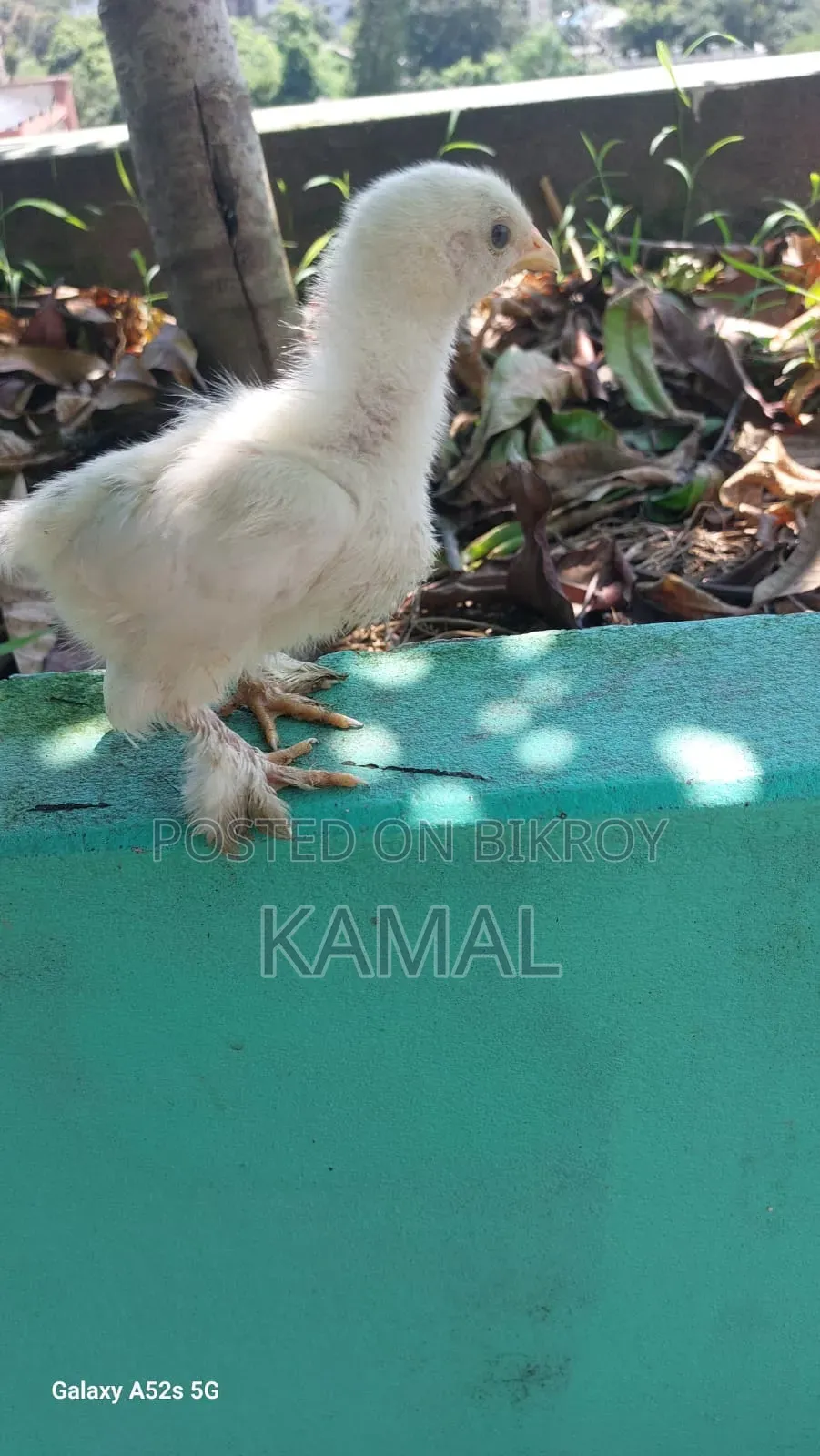 বাচ্চাসহ মুরগী বিক্রি হবে