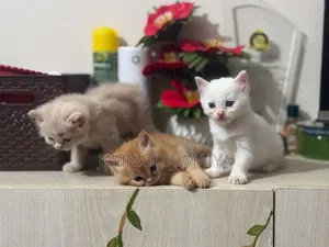 0-1 Month Female Purebred Persian