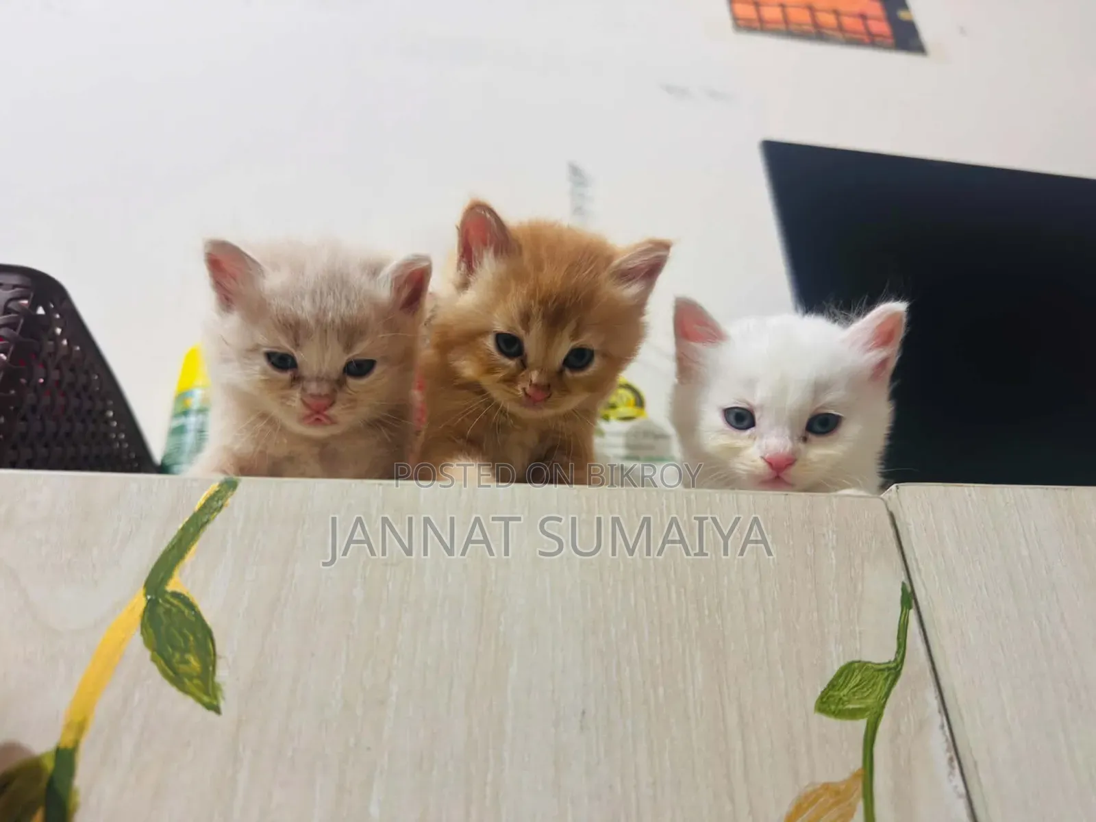 0-1 Month Female Purebred Persian