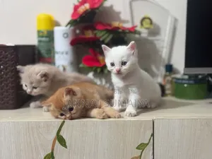 0-1 Month Female Purebred Persian