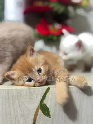 0-1 Month Female Purebred Persian