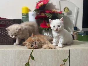 0-1 Month Female Purebred Persian
