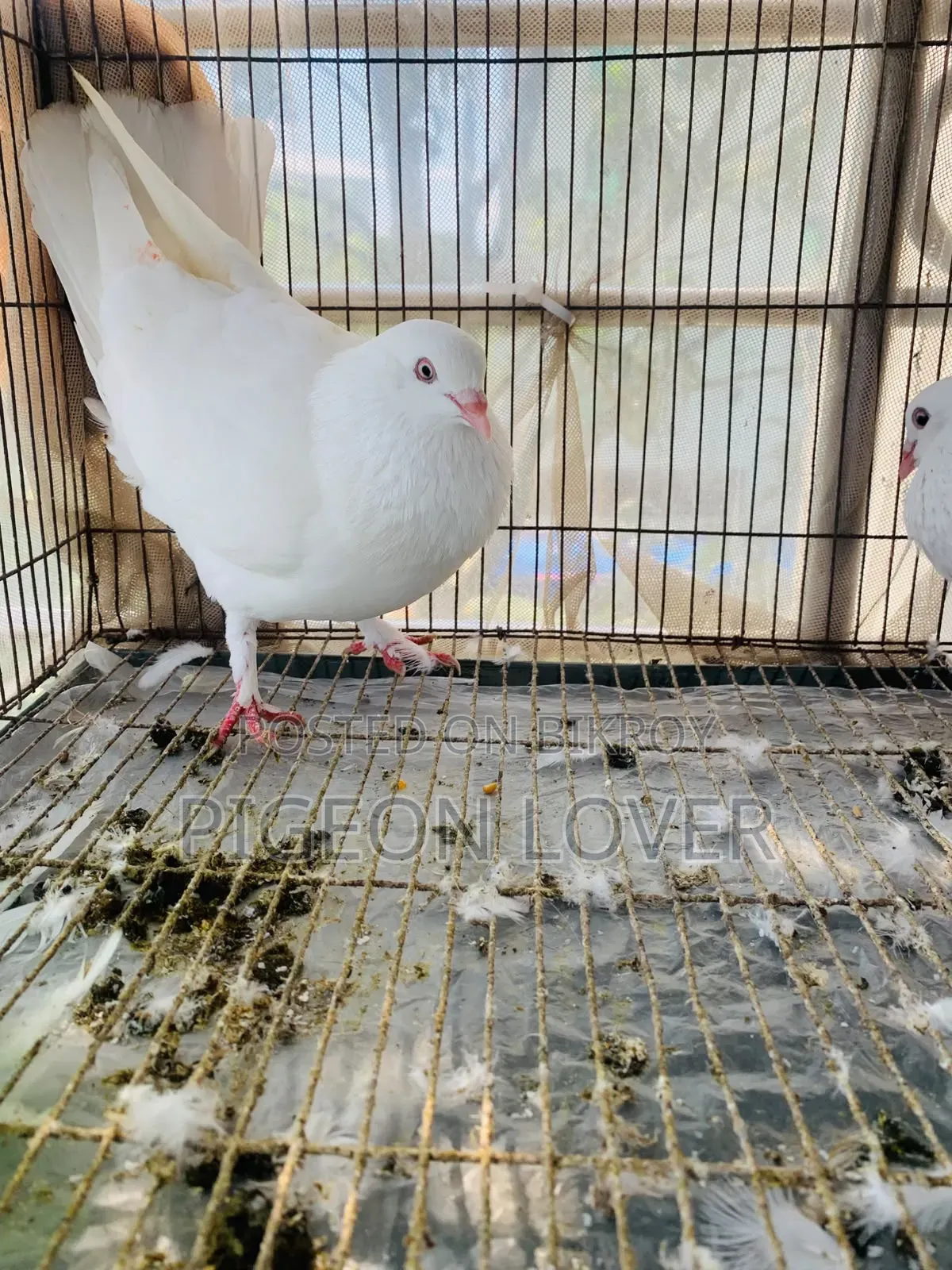 কাগজি ক্রস নিউ এডাল্ট নর।