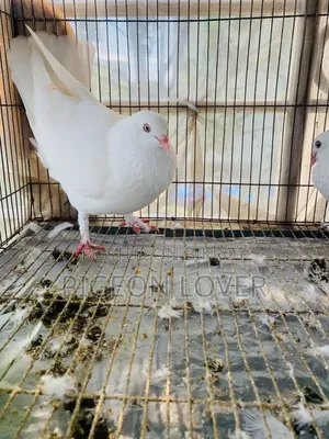 কাগজি ক্রস নিউ এডাল্ট নর।
