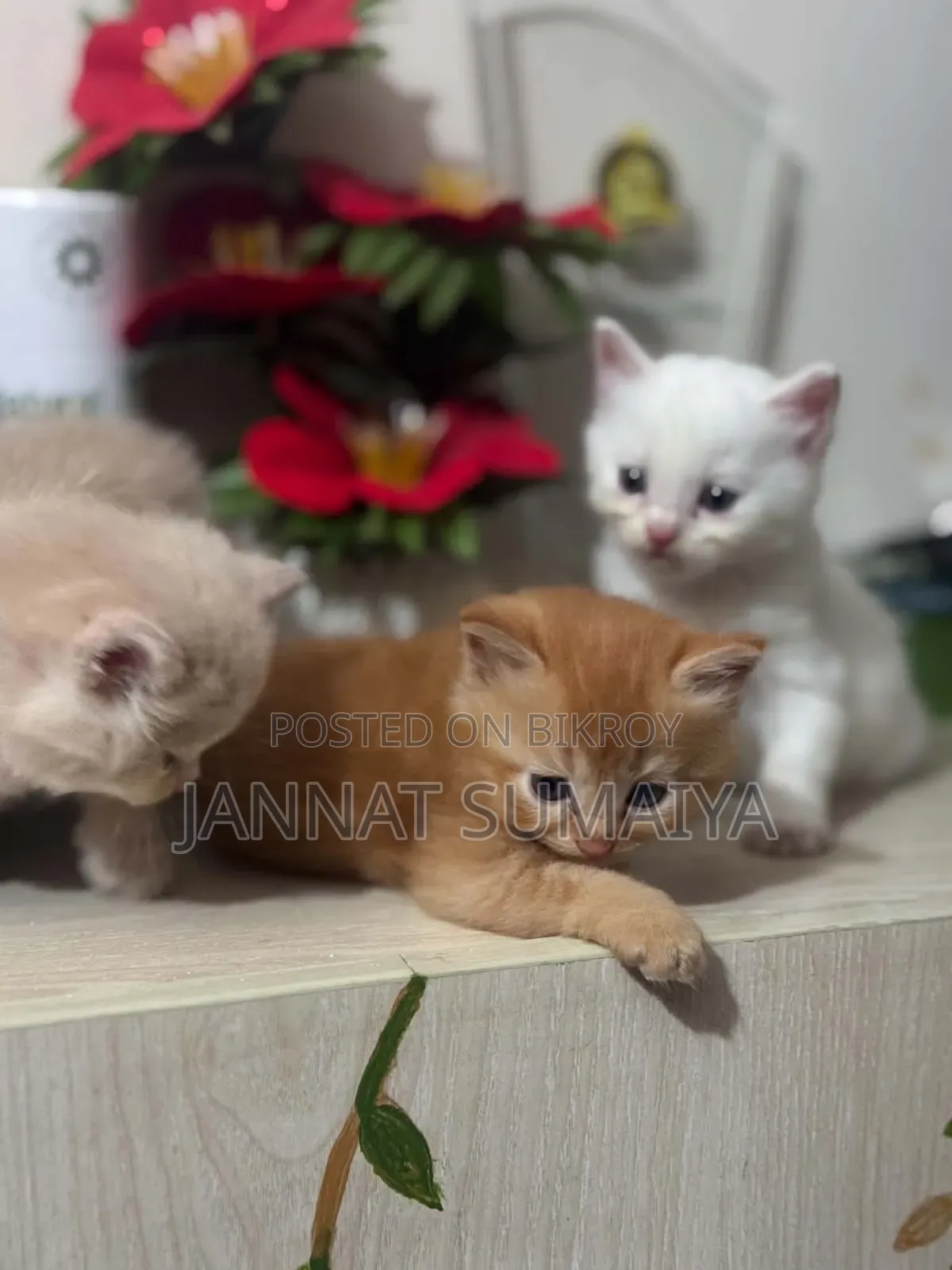 0-1 Month Female Purebred Persian