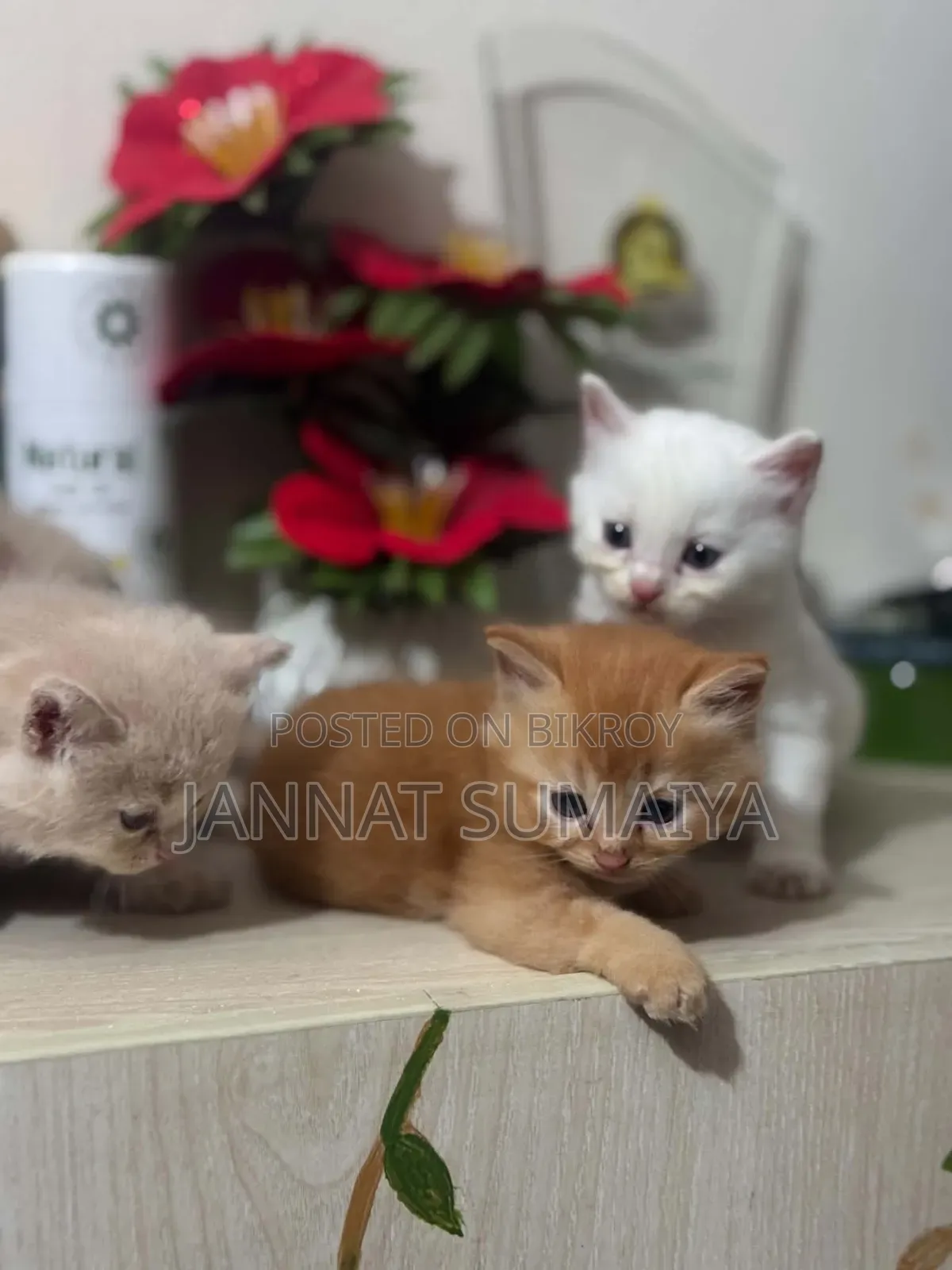 0-1 Month Female Purebred Persian