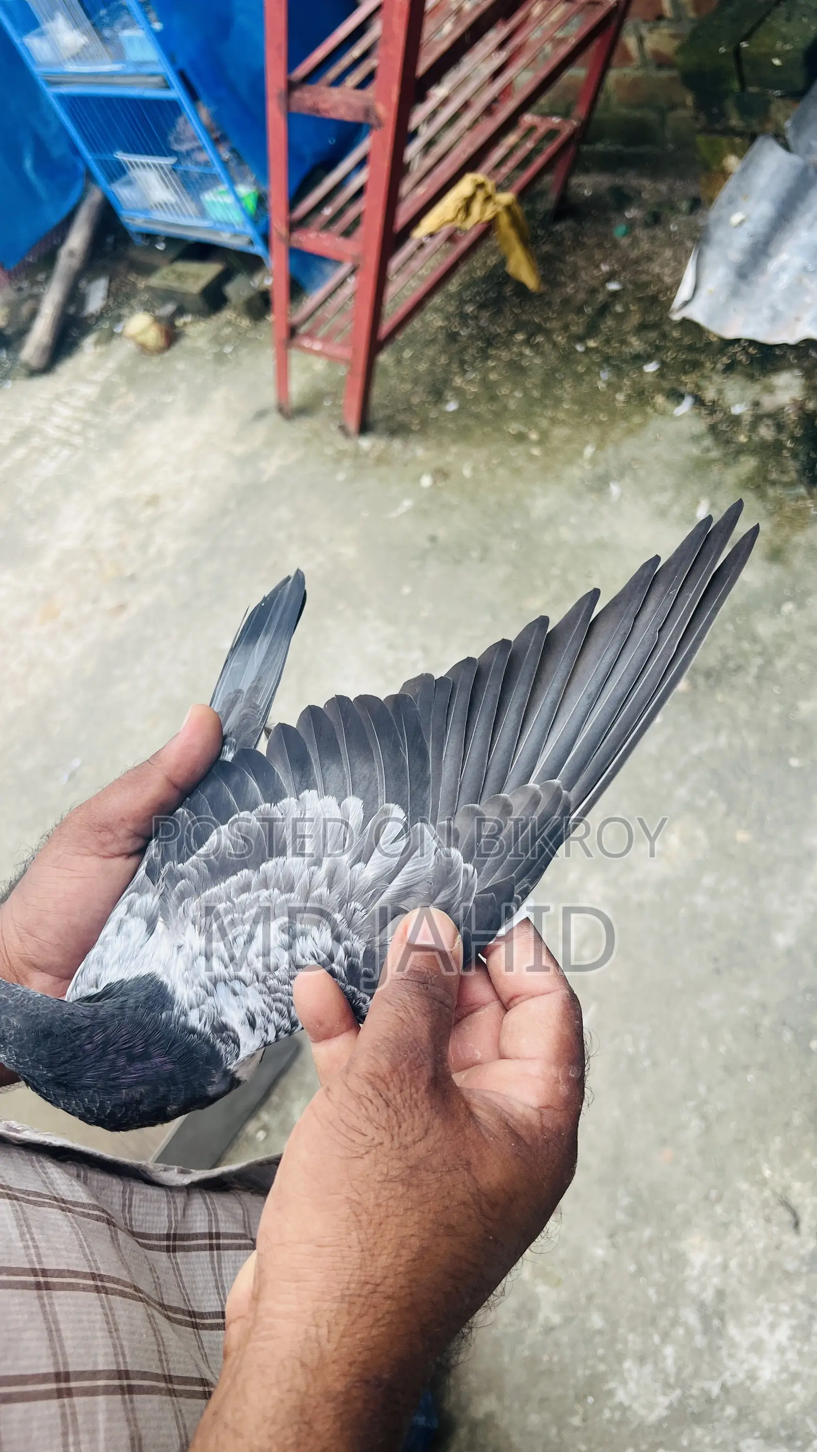 Ak Jora Dabwala Pigeon