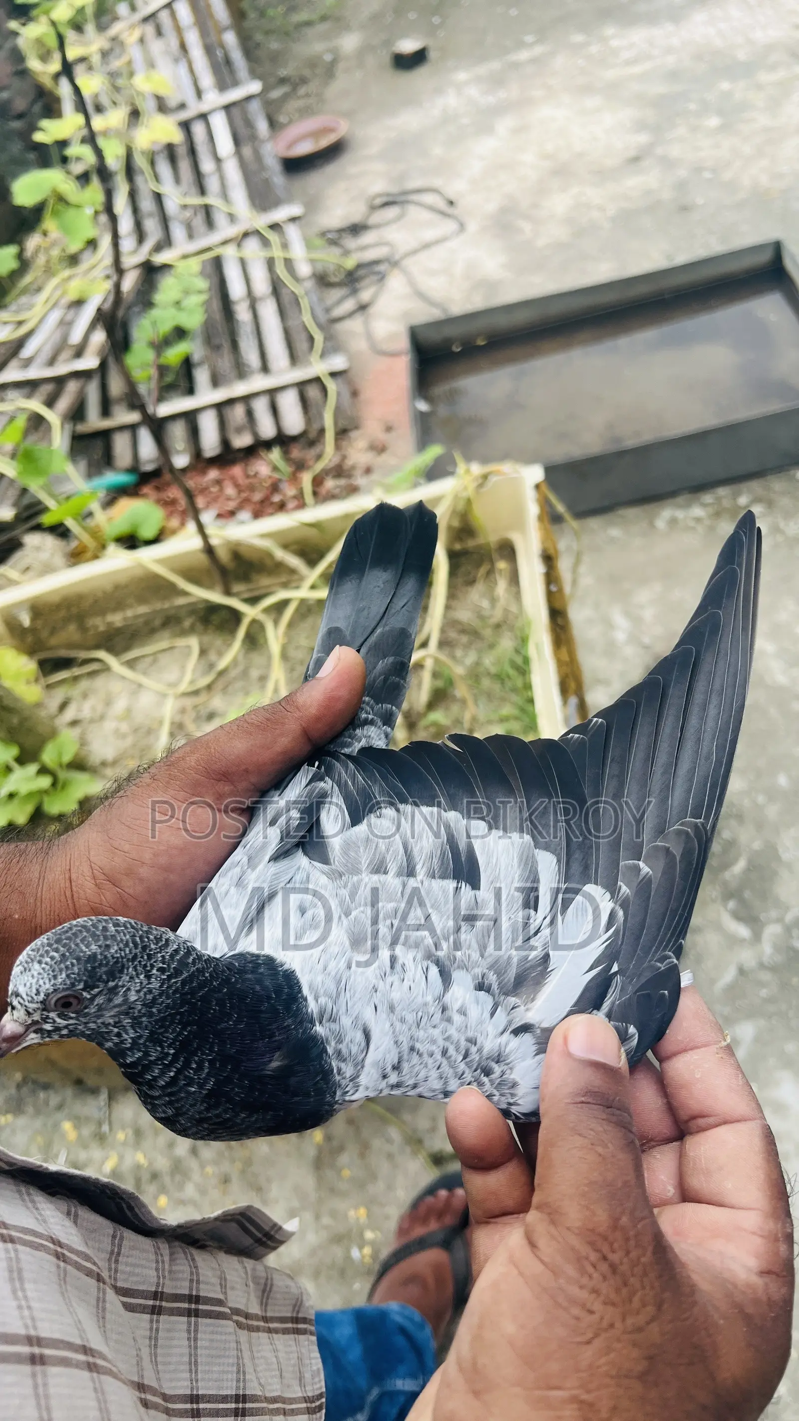 Ak Jora Dabwala Pigeon