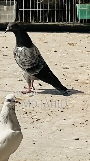 Ak Jora Dabwala Pigeon