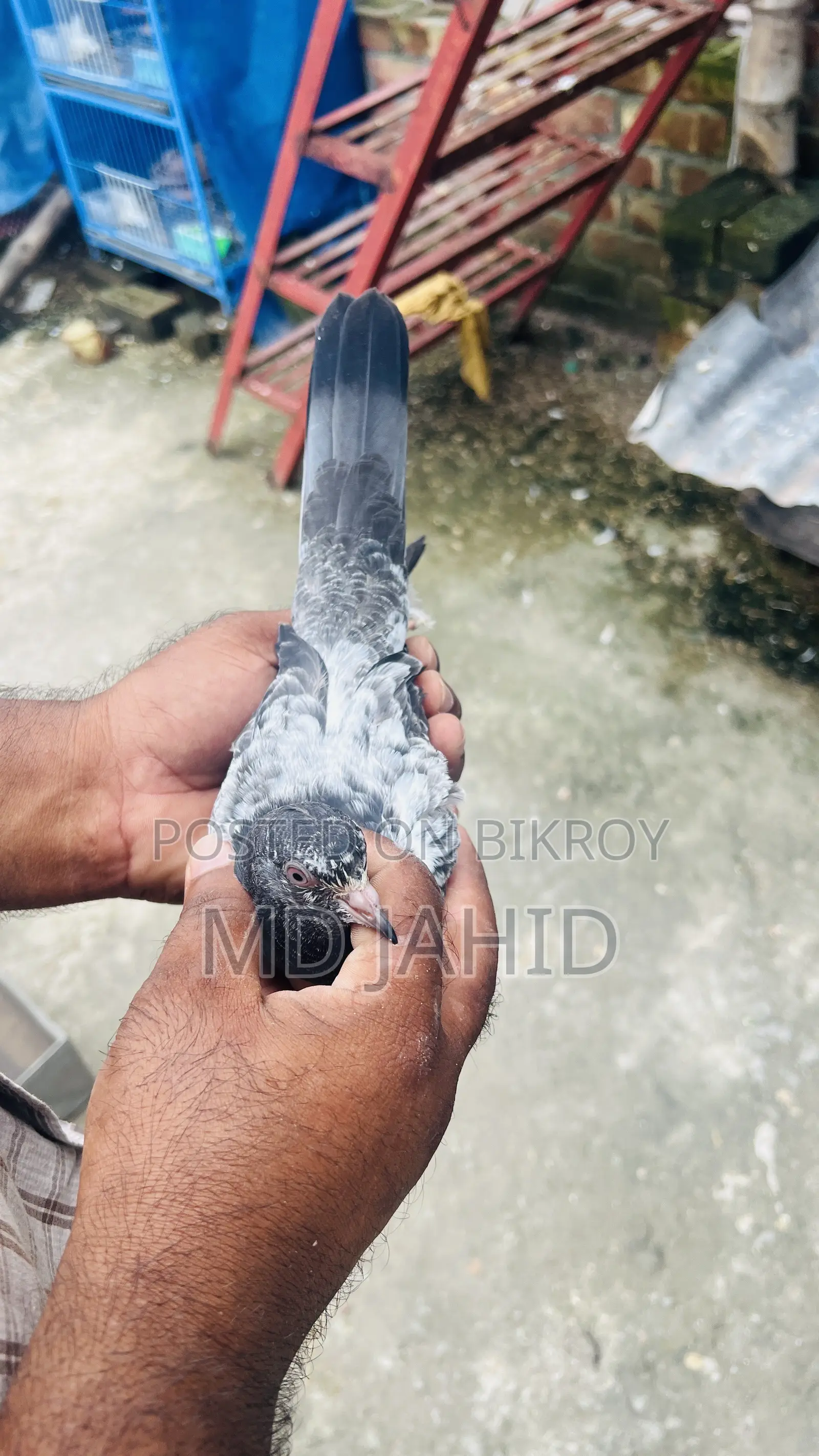 Ak Jora Dabwala Pigeon