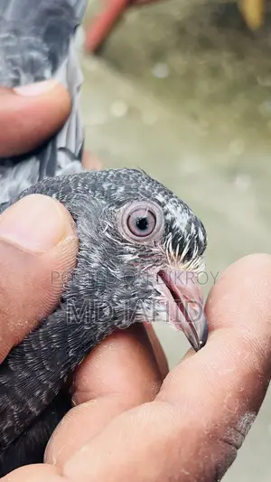 Ak Jora Dabwala Pigeon