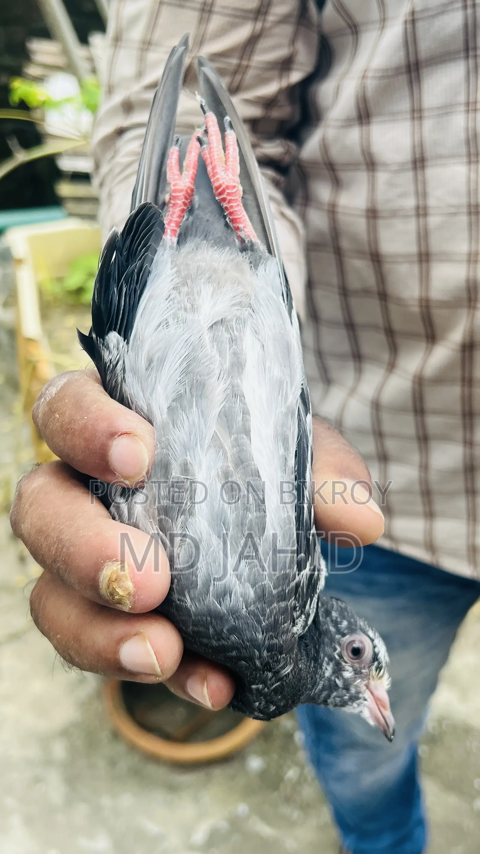 Ak Jora Dabwala Pigeon
