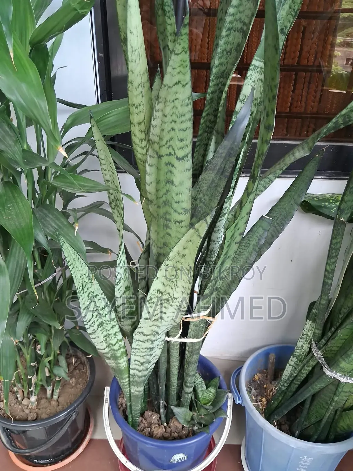 Fresh and Large Indoor Plants for Sale with Pots (Snake, Money Philodendron)