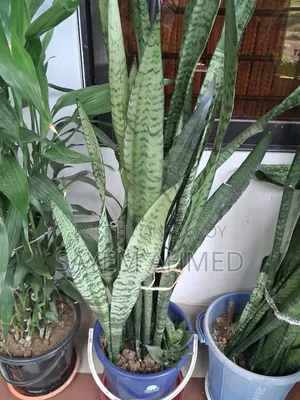Fresh and Large Indoor Plants for Sale with Pots (Snake, Money Philodendron)