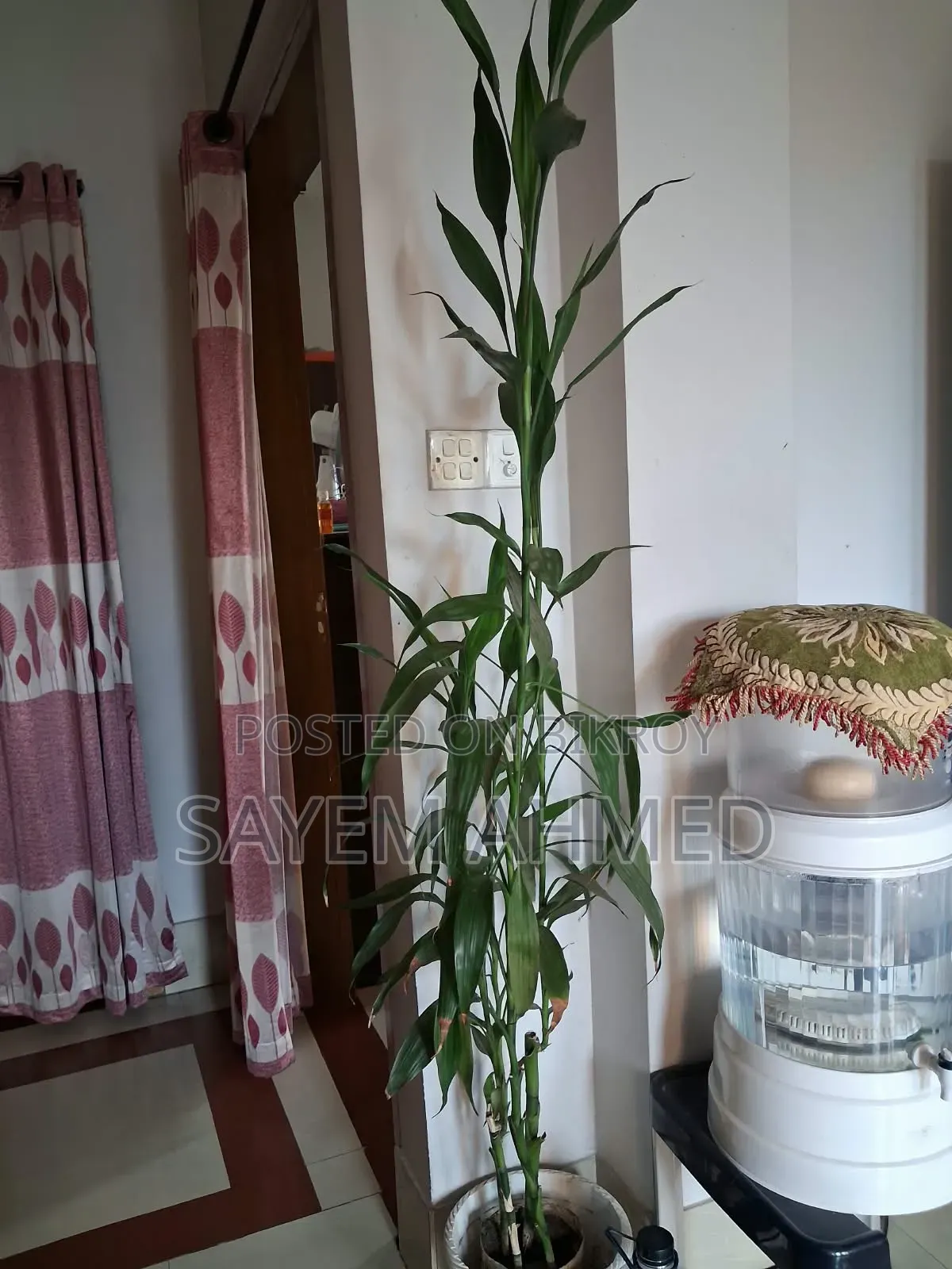 Fresh and Large Indoor Plants for Sale with Pots (Snake, Money Philodendron)