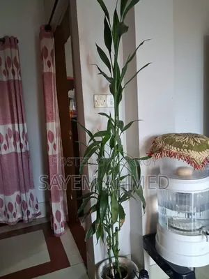 Fresh and Large Indoor Plants for Sale with Pots (Snake, Money Philodendron)