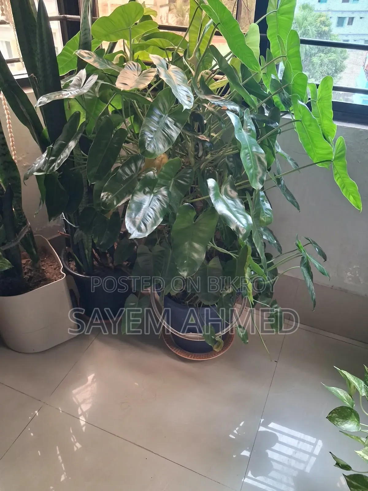 Fresh and Large Indoor Plants for Sale with Pots (Snake, Money Philodendron)