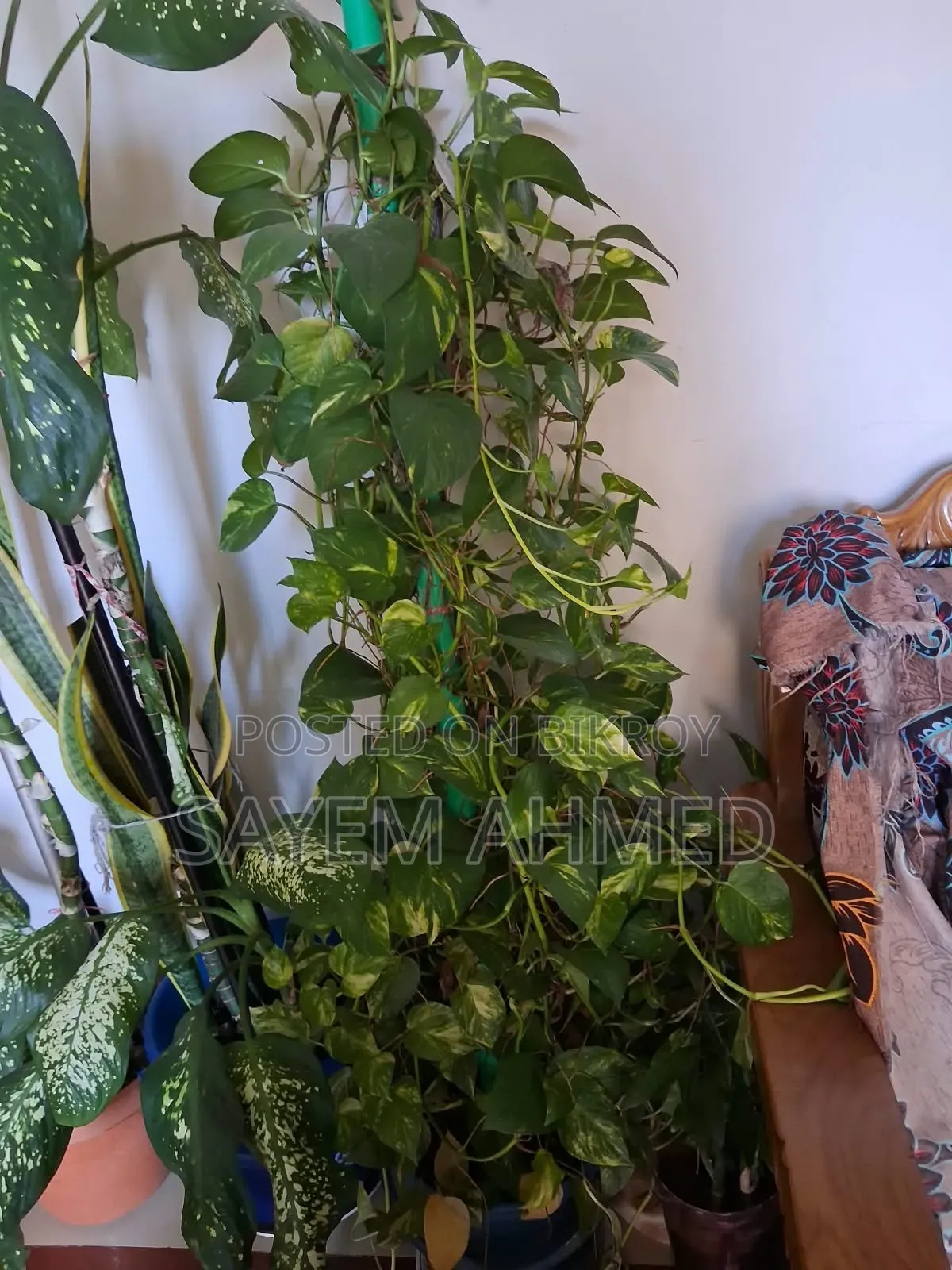 Fresh and Large Indoor Plants for Sale with Pots (Snake, Money Philodendron)