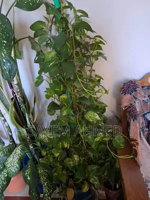 Fresh and Large Indoor Plants for Sale with Pots (Snake, Money Philodendron)
