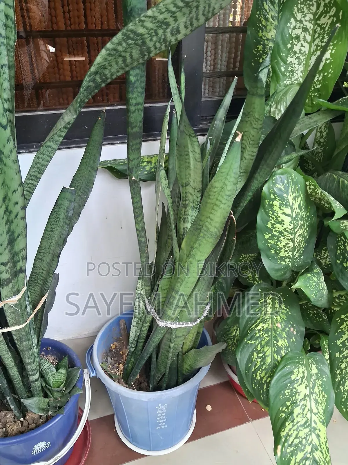Fresh and Large Indoor Plants for Sale with Pots (Snake, Money Philodendron)