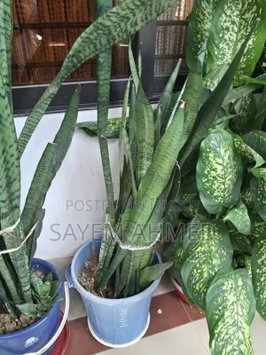 Fresh and Large Indoor Plants for Sale with Pots (Snake, Money Philodendron)