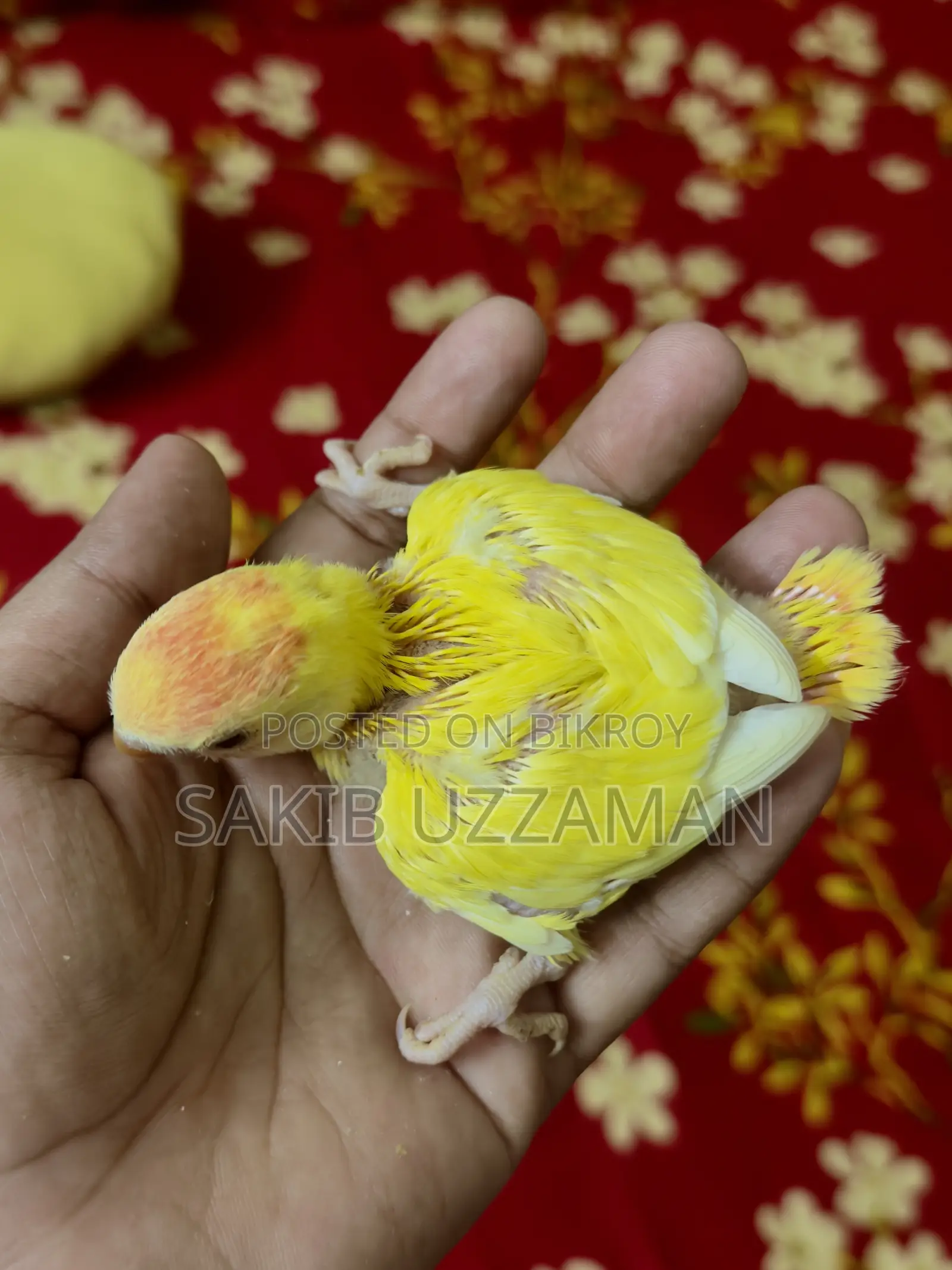 Love Bird Bird