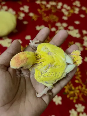 Love Bird Bird