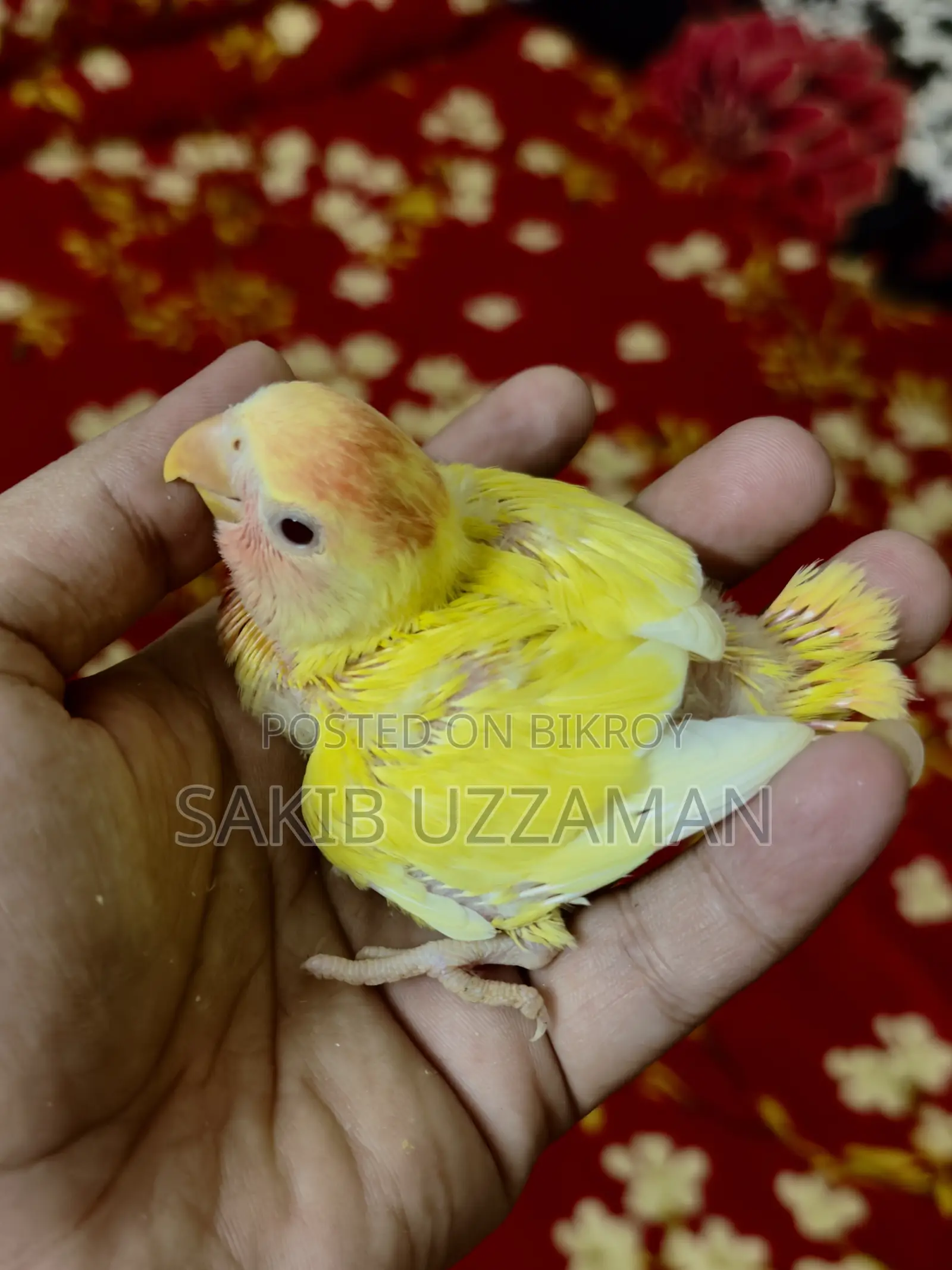 Love Bird Bird