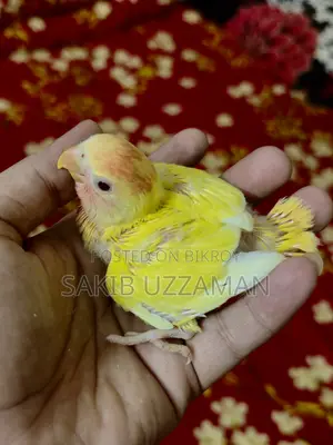 Love Bird Bird