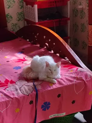 6-12 months Female Purebred Persian