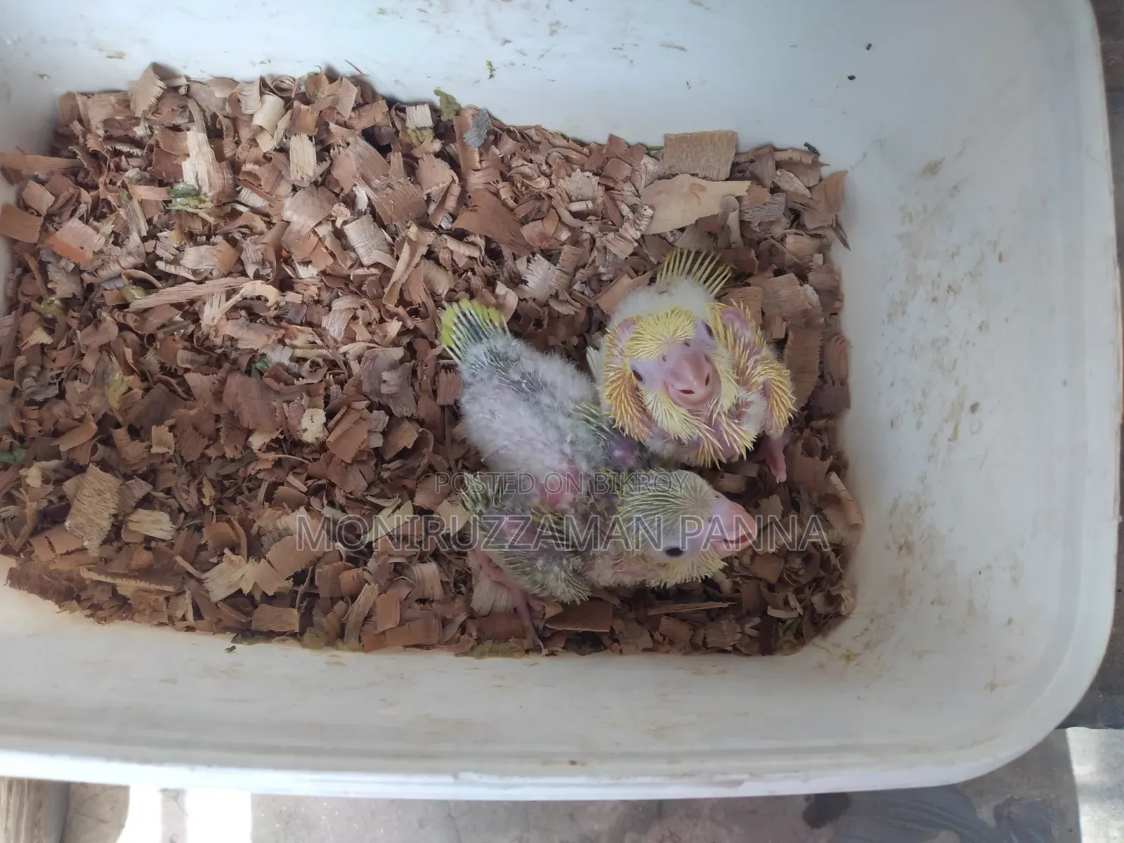 Tame Size Birds