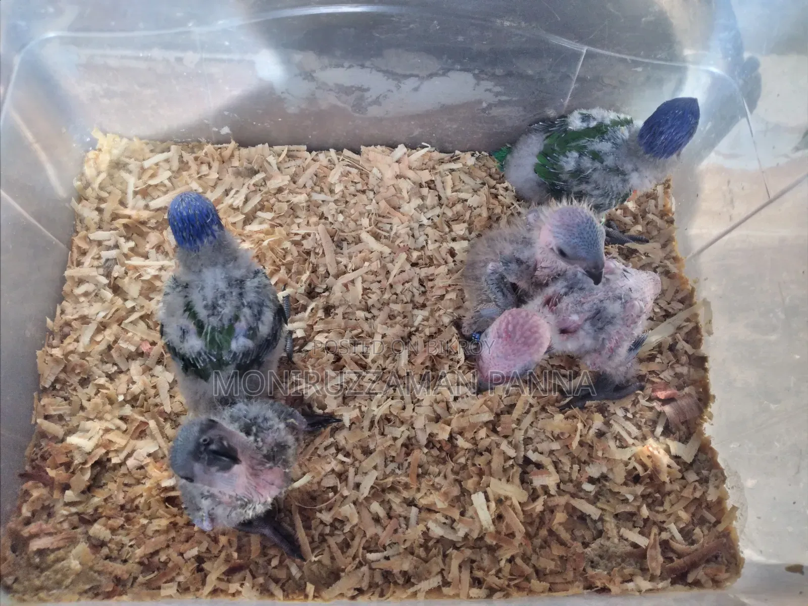 Tame Size Birds