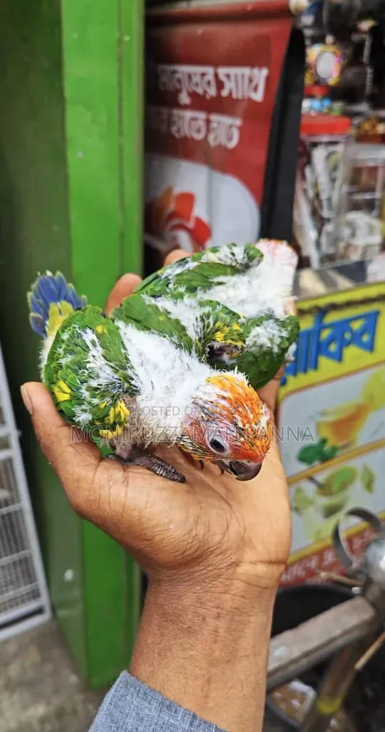 Tame Size Birds
